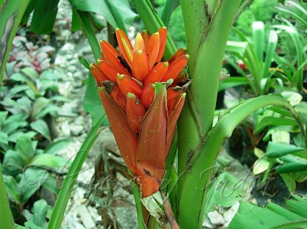 Scarlet Banana